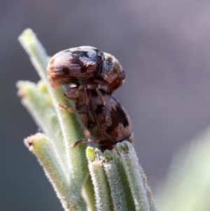 Elaphodes cervinus at Numeralla, NSW - 12 Mar 2022