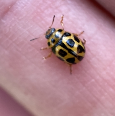 Peltoschema oceanica (Oceanica leaf beetle) at Numeralla, NSW - 12 Mar 2022 by SteveBorkowskis