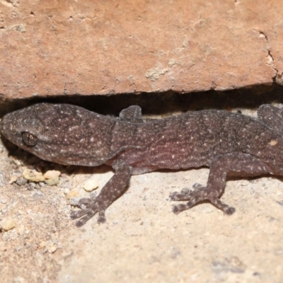 Christinus marmoratus (Southern Marbled Gecko) at Evatt, ACT - 6 Mar 2022 by TimL