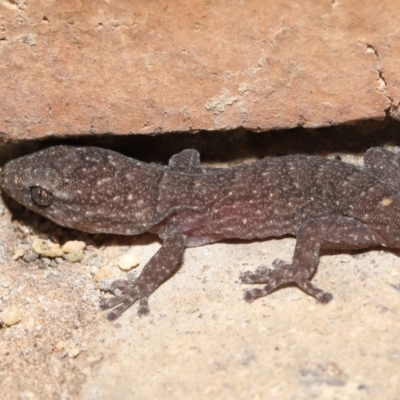 Christinus marmoratus (Southern Marbled Gecko) at Evatt, ACT - 7 Mar 2022 by TimL