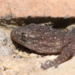 Christinus marmoratus at Evatt, ACT - 7 Mar 2022