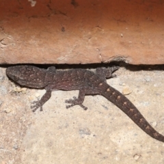 Christinus marmoratus at Evatt, ACT - 7 Mar 2022