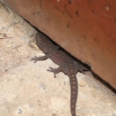 Christinus marmoratus at Evatt, ACT - 7 Mar 2022