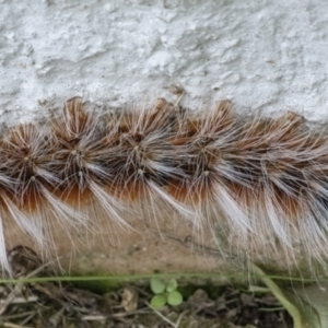 Anthela varia at Googong, NSW - 12 Mar 2022