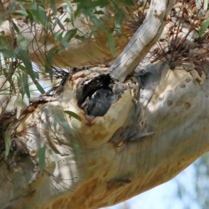 Aegotheles cristatus at Acton, ACT - suppressed