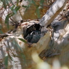 Aegotheles cristatus at Acton, ACT - suppressed