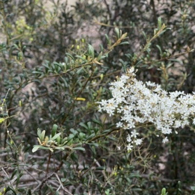 Bursaria spinosa (Native Blackthorn, Sweet Bursaria) at Stromlo, ACT - 5 Mar 2022 by JimL