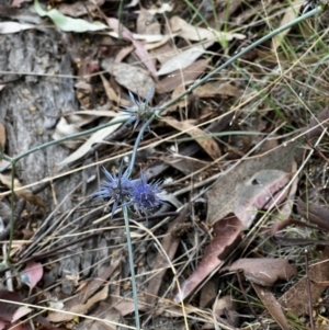 Eryngium ovinum at Stromlo, ACT - 5 Mar 2022 08:51 AM