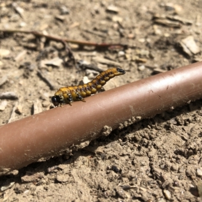 Symphyta (suborder) (Unidentified Sawfly) at Franklin, ACT - 13 Mar 2022 by nicholasvilliers