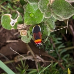 Dindymus versicolor (Harlequin Bug) at Watson, ACT - 13 Mar 2022 by AniseStar