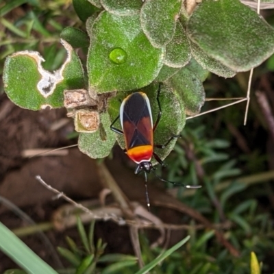 Dindymus versicolor (Harlequin Bug) at Watson, ACT - 13 Mar 2022 by AniseStar