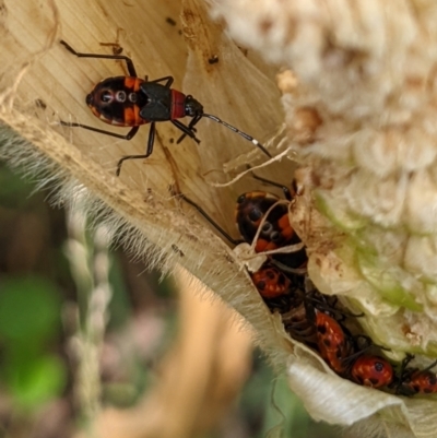 Dindymus versicolor (Harlequin Bug) at Watson, ACT - 13 Mar 2022 by AniseStar