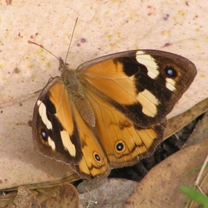 Heteronympha merope at Stromlo, ACT - 13 Mar 2022 10:35 AM