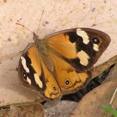 Heteronympha merope (Common Brown Butterfly) at Stromlo, ACT - 13 Mar 2022 by MatthewFrawley