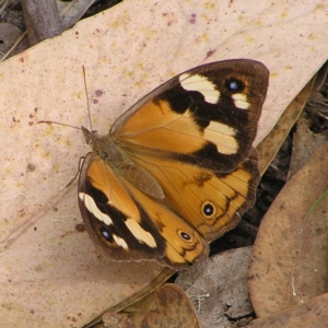 Heteronympha merope at Stromlo, ACT - 13 Mar 2022 10:35 AM