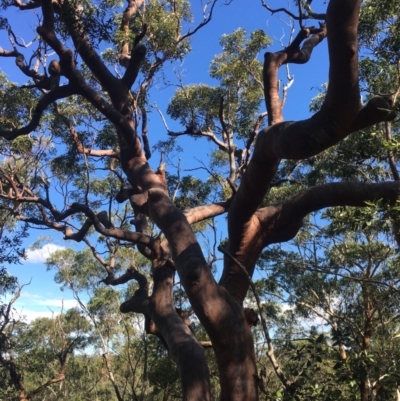 Angophora costata (Rusty Gum, Smooth-barked Apple) at Faulconbridge, NSW - 4 May 2020 by PatrickCampbell