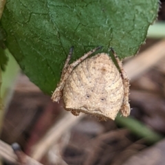 Araneus sp. (genus) (Orb weaver) at Watson, ACT - 13 Mar 2022 by AniseStar