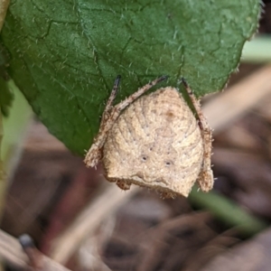 Araneus sp. (genus) at Watson, ACT - suppressed