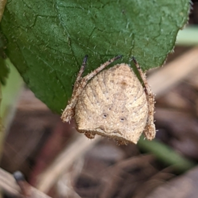 Araneus sp. (genus) (Orb weaver) at Watson, ACT - 13 Mar 2022 by AniseStar