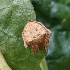 Araneus sp. (genus) at Watson, ACT - suppressed