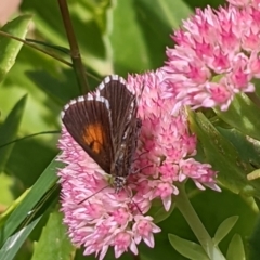 Lucia limbaria (Chequered Copper) at Watson, ACT - 13 Mar 2022 by AniseStar