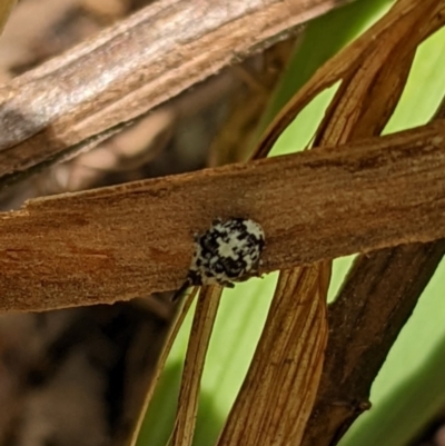 Mogulones larvatus (Paterson's curse crown weevil) at Watson, ACT - 13 Mar 2022 by AniseStar