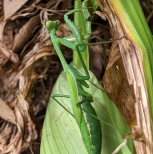 Pseudomantis albofimbriata at Watson, ACT - 13 Mar 2022