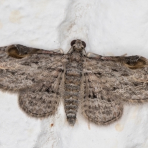 Chloroclystis insigillata at Melba, ACT - 12 Jan 2022 09:54 PM