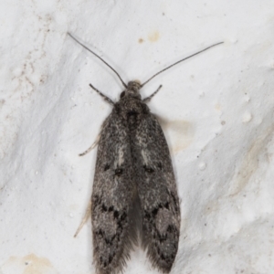 Heterozyga coppatias at Melba, ACT - 12 Jan 2022 09:55 PM