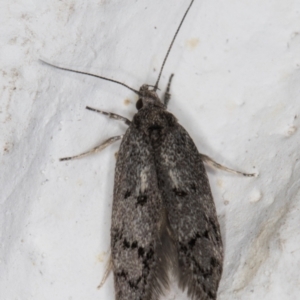 Heterozyga coppatias at Melba, ACT - 12 Jan 2022 09:55 PM