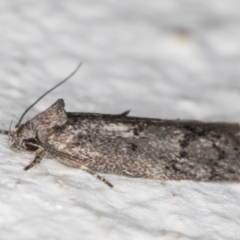 Heterozyga coppatias at Melba, ACT - 12 Jan 2022 09:55 PM