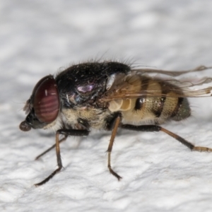 Stomorhina discolor at Melba, ACT - 12 Jan 2022 10:00 PM