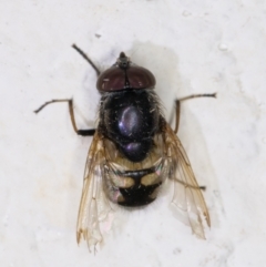 Stomorhina discolor at Melba, ACT - 12 Jan 2022 10:00 PM