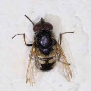 Stomorhina discolor at Melba, ACT - 12 Jan 2022 10:00 PM