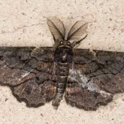 Pholodes sinistraria (Sinister or Frilled Bark Moth) at Melba, ACT - 13 Jan 2022 by kasiaaus