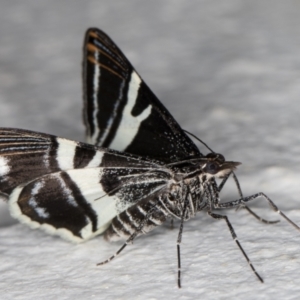 Phrataria bijugata at Melba, ACT - 13 Jan 2022 12:44 AM