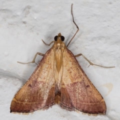 Endotricha pyrosalis (A Pyralid moth) at Melba, ACT - 12 Jan 2022 by kasiaaus