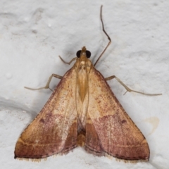 Endotricha pyrosalis (A Pyralid moth (Endotrichinae) at Melba, ACT - 13 Jan 2022 by kasiaaus