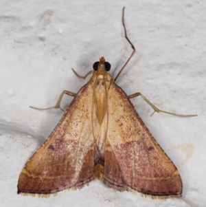 Endotricha pyrosalis at Melba, ACT - 13 Jan 2022