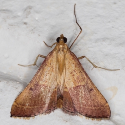 Endotricha pyrosalis (A Pyralid moth (Endotrichinae) at Melba, ACT - 13 Jan 2022 by kasiaaus