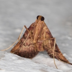 Endotricha pyrosalis at Melba, ACT - 13 Jan 2022