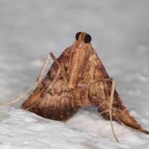 Endotricha pyrosalis at Melba, ACT - 13 Jan 2022 12:49 AM