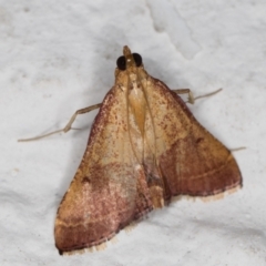 Endotricha pyrosalis at Melba, ACT - 13 Jan 2022