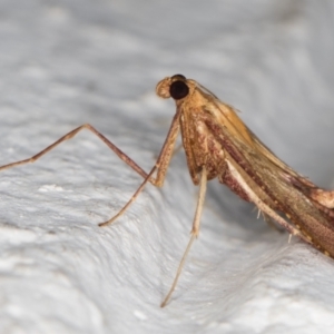 Endotricha pyrosalis at Melba, ACT - 13 Jan 2022