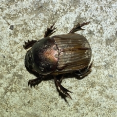 Onitis sp. (genus) (Onitis dung beetle) at Numeralla, NSW - 13 Mar 2022 by SteveBorkowskis