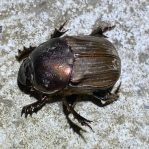 Onitis sp. (genus) at Numeralla, NSW - 13 Mar 2022