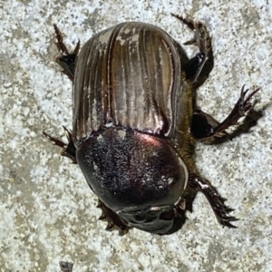 Onitis sp. (genus) at Numeralla, NSW - 13 Mar 2022