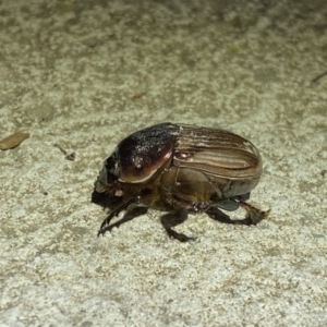 Onitis sp. (genus) at Numeralla, NSW - 13 Mar 2022