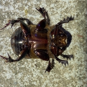 Onitis sp. (genus) at Numeralla, NSW - 13 Mar 2022