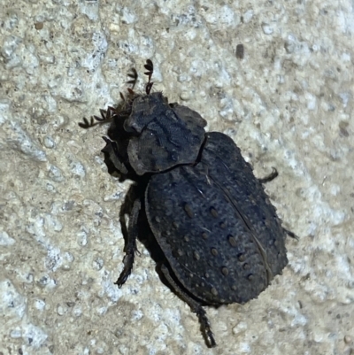 Omorgus australasiae (Hide beetle) at Numeralla, NSW - 12 Mar 2022 by Steve_Bok